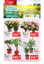 Lidl katalog akcija