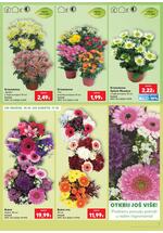 Kaufland katalog - Online ponuda