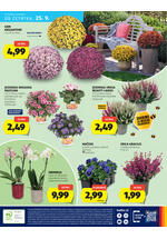 Hofer redni katalog