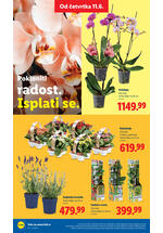 Lidl katalog akcija