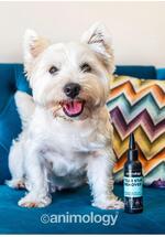 Pet centar akcijski katalog