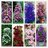 Clematis mix - c2 l - 70 cm