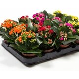 Rasadnik Topalović kalanchoe mix Cene
