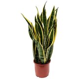 Rasadnik Topalović sanseveria Trifasciata Laureum Cene