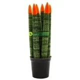sanseveria Cylindrica Ceramic Velvet