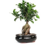 Rasadnik Topalović ficus Microcarpa Ginseng | ePonuda.com