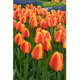 Royal De Ree tulipa apeldoorn's elite 5/1 Cene