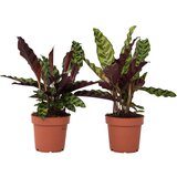 Plant in a Box kalateja - 2 kos - goeppertia insignis - višina 30-40cm - ⌀12cm, (21758142) Cene