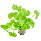 Rainforest hydrocotyle leucocephalla Cene