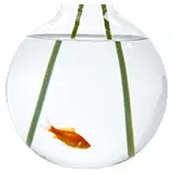 Pet klub akvaristika