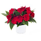  Impatiens new guinea | ePonuda.com