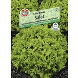 SPERLI Sjeme salate (Lollobionda, Lactuca sativa, Berba: Travanj - Listopad) cijene