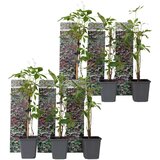 Plant in a Box navadna divja trta - 6 kos - parthenocissus quinquefolia - višina 25-40cm - ⌀9cm, (21757426) Cene