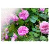  Tapeta - Summer garden 100x70 | shoptok.hr
