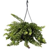 Plant in a Box Rastlina šminke - Aeschynanthus pulcher - Višina 20-30cm - ⌀15cm, (21758048) u