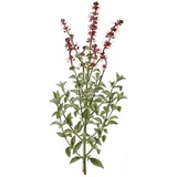 Bosiljak čaj (Ocimum basilicum), 100g