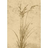 Venture Home poster Plant Art 70 × 100 cm, bež | shoptok.hr