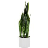 MID.YOU Umetna Rastlina Sansevieria | Shoptok.si