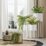 Modern Living Okrasna Rastlina Farn Ii | Shoptok.si