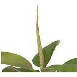 Ixia Umjetna biljka (visina 116 cm) Oak Tree – | shoptok.hr