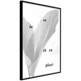  Poster - Calathea Leaves 40x60 Cijene