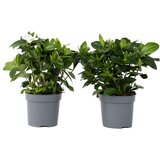 Plant in a Box Navadna gardenija - 2 kos - Gardenia jasminoides - Višina 20-30cm - ⌀13cm, (21758304) | Shoptok.si