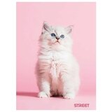 STREET Zvezek Friends A4 karo | Shoptok.si