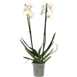 Plant in a Box falenopsis - phalaenopsis - višina 50-60cm - ⌀12cm, (21758293) Cene