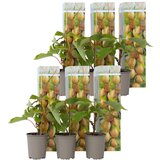Plant in a Box kivi - 6 kos - actinidia deliciosa 'jenny' - višina 20-40cm - ⌀9cm, (21757673) Cene