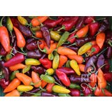 ReinSaat Chili Mix hot - 1 pkt. | Shoptok.si