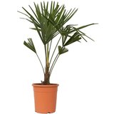 Plant in a Box visoka žumara - trachycarpus fortunei - vi&scaron;ina 65-75cm - ⌀21cm, (21757763) cene
