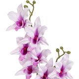 Casa Selección Umetna rastlina (višina 43 cm) – | Shoptok.si