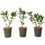Plant in a Box sibirska borovnica - 3 kos - lonicera kamtchatica - višina 25-40cm - ⌀9cm, (21757823) | Shoptok.si