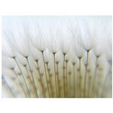  Tapeta - Dandelion forest 200x154 | shoptok.hr