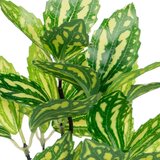 Casa Selección Umetne rastline v kompletu 2 ks (višina 28 cm) – | Shoptok.si