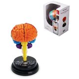  4D MODEL LJUDSKOG MOZGA 35001 95/35001 | Eponuda.com
