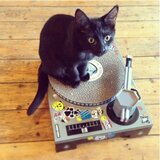 Dj praskalnik za mačke | Shoptok.si