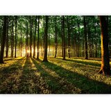  Foto tapeta - Spring: Morning in the Forest 300x210 Vodootporna | shoptok.hr