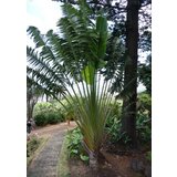 TROPICA Drevo popotnika cene
