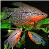 Akvarijum Centar Trichopodus leerii | ePonuda.com