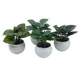 Dekordom Cvet u saksiji suculent fittonia - 10cm - n55 ( 025087 ) Cene