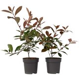 Plant in a Box fotinija - 4 kos - photinia fraseri 'red robin' - višina 30-40cm - ⌀17cm, (21757556) Cene