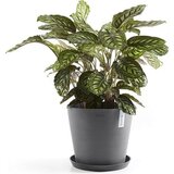 Ecopots Round Coaster - siva - ∅ 28,9, višina 3 cm | Shoptok.si