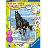 Ravensburger Slikanje po številkah z barvnimi motivnimi linijami - Konj na plaži | Shoptok.si
