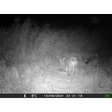 OXE Fotozamka Gepard II, lovački detektor i metalna kutija + 32GB SD karta i 6 kom baterija! | shoptok.hr