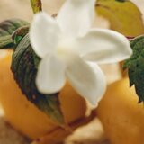 Chloé Nomade Jasmin Naturel Intense parfemska voda 30 ml za žene | shoptok.hr