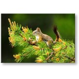  Slike na platnu životinje (moderne slike na platnu) | ePonuda.com