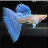 Akvarijum Centar Albino blue sky platinum guppy | ePonuda.com