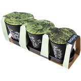 Orion Metalne posude za cvijeće u setu 3 kom za bilje ø 11 cm Black – | shoptok.hr