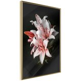 Poster - Pale Pink Lilies 30x45 | shoptok.hr